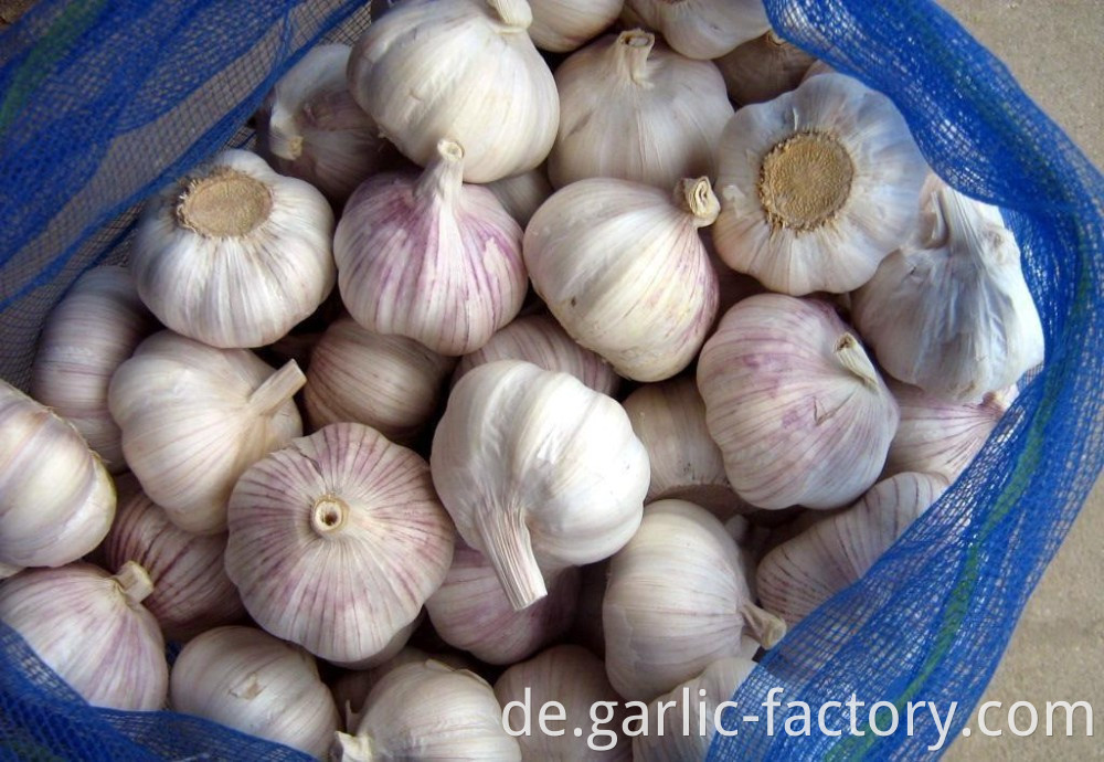 Fesh Peeled Garlic For Sale